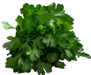 Coriander leaves are green and fragile with a decorative appearance. They contain minimal aroma and enhance the flavour of the dishes. Now do not bother wasting time cutting off the roots as we value your money and time and provide you with the freshest leafy edible parts. Do not forget to check our delicious recipe